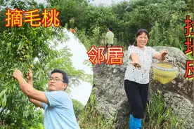 下了几天雨，农村夫妇去拣地皮菜，惊喜发现好多野果收获满满视频封面