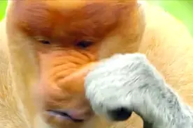 长鼻猴擦鼻子那一瞬间太帅了，雄猴大鼻子重要用途是吸引配偶视频封面