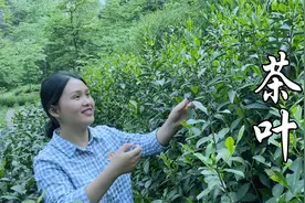 新鲜茶叶也能吃？小莉做了两道美食，宁宁：一个太苦一个好吃视频封面