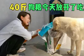 40斤的狗粮，今天让拉布拉多敞开了吃，狗子的巅峰时刻来了视频封面