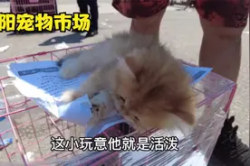 沈阳最大的宠物市场，价值两万元的金渐层，花3000元捡漏便宜吗视频封面