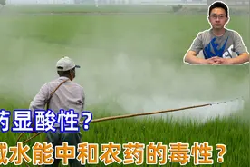 农药显酸性？用碱水能中和农药的毒性？请不要再听信谣言了。视频封面