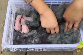 刚出生的小兔第一次吃奶，仅仅几分钟的时间，肚子就吃得鼓鼓的视频封面