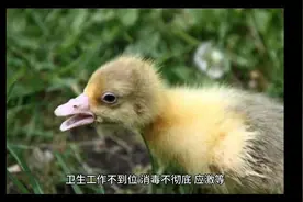 小鹅浆膜炎怎么治疗鹅浆膜炎用什么药最好鹅顽固性浆膜炎用什么药