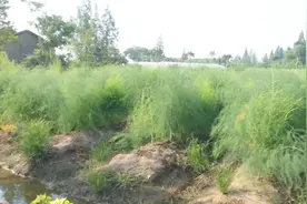它被称为蔬菜之王，种1年能采10年，亩产3500斤，亩赚2万多元！视频封面