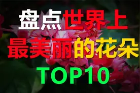 盘点世界上最漂亮的10种花，樱花只能排在第五位视频封面