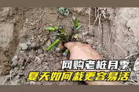 夏季栽老桩月季需要注意哪些细节？看完视频就明白，成活没问题视频封面