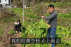 地里的青菜快老了，小伙砍回去做盐菜，四川农村人酒席离不开它视频封面