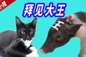 小猪的凉爽发型，你觉得帅吗？视频封面