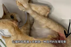 公猫的生育器为什么长刺视频封面
