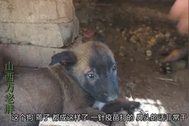 小马犬做第1疫苗，打了疫苗狗不吃饭也不动，这是什么情况？视频封面