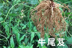农村有种植物根茎很发达，用途广、作用大，你认识吗？视频封面