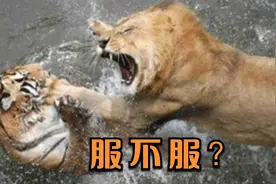 东北虎2分钟打趴下非洲雄狮，仰天长啸，镜头拍下精彩画面！视频封面