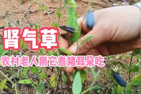 贵州深山里的肾气草，农村老人用来煮猪耳朵吃，到底有啥功效呢？视频封面