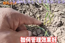 小麦播种后发生干旱，究竟能不能浇水，如何管理效果好视频封面
