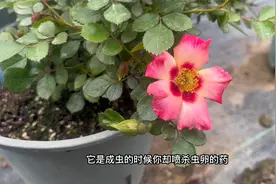 为什么月季红蜘蛛一直灭不干净？给大家总结3个原因视频封面