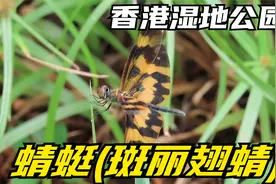香港湿地公园- 蜻蜓-斑丽翅蜻 Variegated Flutterer (Dragonfly)视频封面