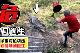 如果我们被鳄鱼袭击，你能打的过它吗？怎么才能顺利逃生？视频封面