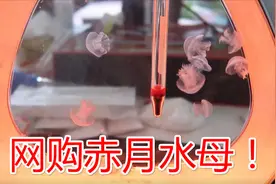 水母在家也能养了！网购了一群赤月水母，没想到刚到家就凉了。