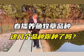 养鱼牧草品种，这五种草可春播，产量高，耐热抗旱，鱼吃消化率高视频封面