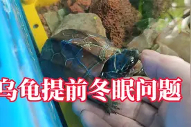 乌龟提前冬眠遇到气温升高，要重新喂食吗？乌龟提前冬眠问题解答视频封面