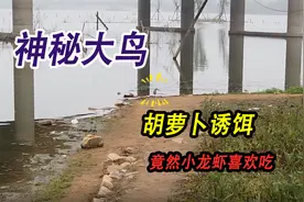 河边发现神秘大鸟，小龙虾竟然喜欢吃胡萝卜，用猪肝诱饵试试效果视频封面