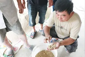老养户将饲料打成颗粒再喂鹅？老张道出原因，这样做可以省不少钱视频封面
