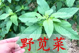 野苋菜又称“长寿菜”，到底有啥好价值？解决不少男女烦恼视频封面