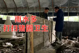 最近贵州山里雨水多，猪圈卫生打扫完，四娃提议继续修猪圈视频封面