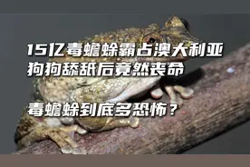 15亿毒蟾蜍霸占澳大利亚，狗舔舐后竟然丧命，毒蟾蜍到底多恐怖？视频封面