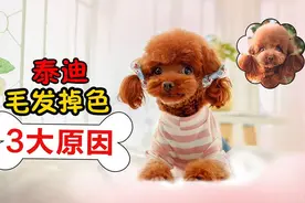 泰迪毛发褪色怎么办？3大原因分析！