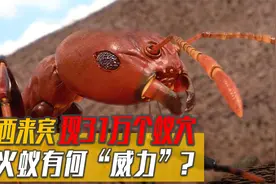 广西遭红火蚁入侵，专家发现31万处红火蚁穴，被咬伤该如何自救？视频封面