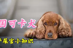 作为史宾格的亲弟弟，英国可卡犬曾是国内最受欢迎的宠物犬之一视频封面