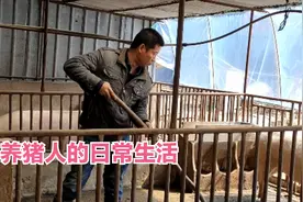 农村养猪人的日常生活，每天形影不离围猪转，这样日子每天很惬意视频封面