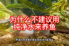 为什么不建议用纯净水来养鱼视频封面