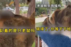 国外一小老鼠为躲避猫咪追击，神操作直接把猫主人看笑：猫脸丢尽视频封面