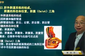 解剖学02消化系统07肝02肝外胆道系统，胆囊形态位置、胆囊三角