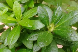 杜鹃花出现萎靡？水里加点“它”，很快恢复生机视频封面