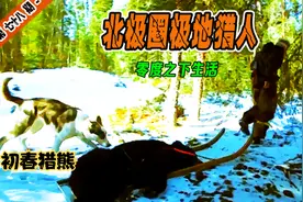 初春的育空河流域，猎人勇敢应对威胁，成功捕获一只大黑熊!视频封面