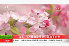 江苏：五万棵海棠花盛开，美到让你忘了时光视频封面