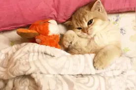 猫咪非要在床上睡，给它盖上被子还向我抛媚眼，这是要让我陪睡吗视频封面