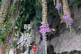 赫赫有名的“醉鱼草”能把鱼醉倒，是天然抓鱼神器，还有很多妙用视频封面