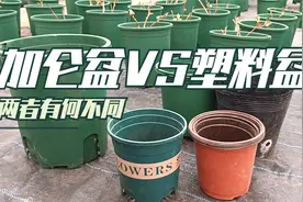 种花这么多年，还不知道加仑盆和塑料盆的区别？快来了解一下视频封面