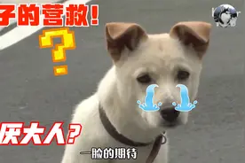狗狗害怕成年人，喜欢孩子，每天盯着10楼看，最后被暖哭了视频封面