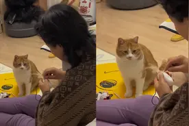 猫咪把最爱的玩偶咬坏了，姥姥帮忙缝猫一旁乖乖等着，画面超温馨视频封面