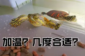 养龟科普｜冬季加温养龟，温度多少才合适？视频封面
