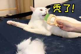 女主人给猫咪梳毛，猫咪舒服到变形，猫咪：差点秃了！