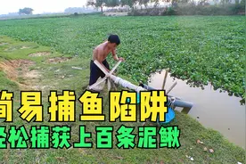 一个简易的捕鱼陷阱，轻松捕获上百条的泥鳅，看完你也会！视频封面