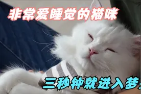 非常爱睡觉的猫咪，只要躺倒在人怀里，三秒钟就可以进入梦乡视频封面