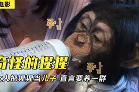 女人把猩猩当“儿子”，搂抱亲吻毫不介意，直言要养一群视频封面